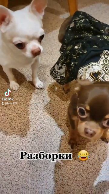 чихуахуа. чихуа приколы. SHORTS. маленькие собаки. смешные животные. смотреть онлайн