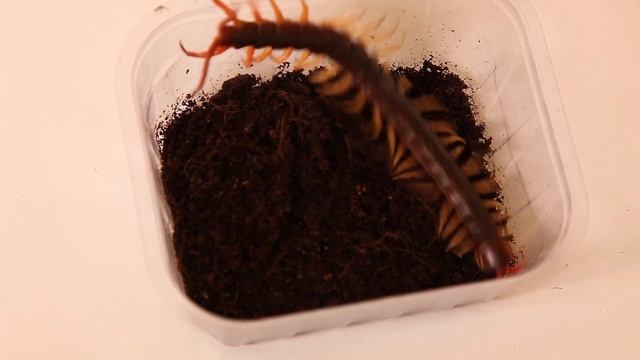 Skolopender (Scolopendra subspinipes) - giftige Haustiere смотреть онлайн