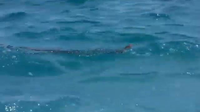 Python in the sea, Bali смотреть онлайн