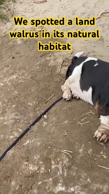 Wild land walrus spotted смотреть онлайн