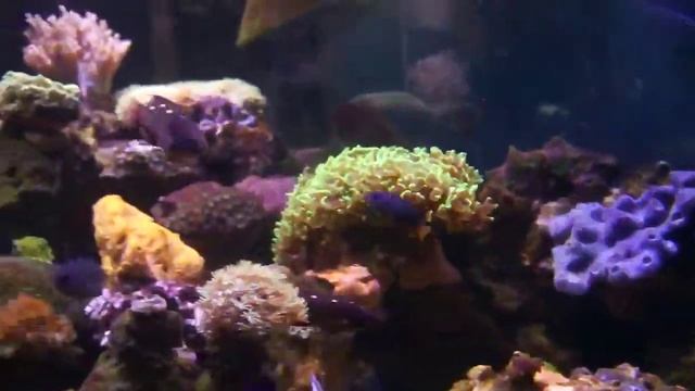 Kens trigon reef tank смотреть онлайн