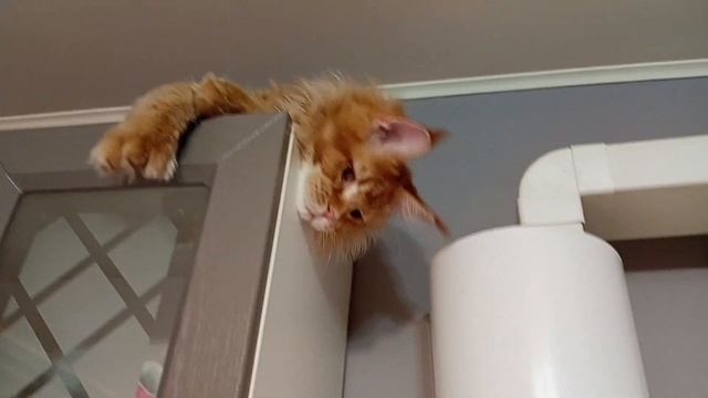 Феникс 😸😸😸 рыжий котёнок мейн кун полидакт 😁 смотреть онлайн