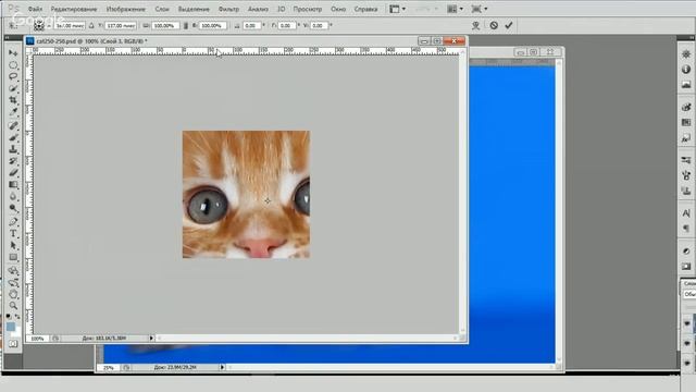 Круглая картинка котика для сайта