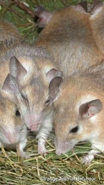 Rats And Mice Leave Their Den They Know a EarthQuake is Comming. смотреть онлайн