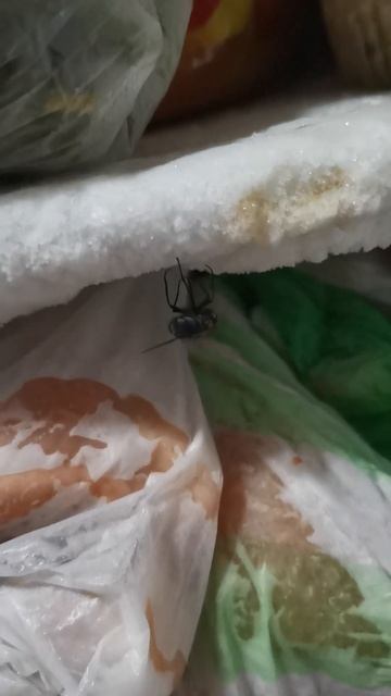 муха в холодильнике повесилась #юмор