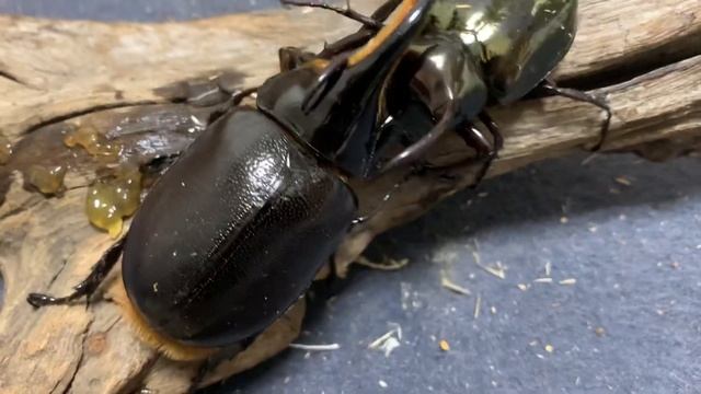 Dynastes satanas vs Chalcosoma atlas サタンオオカブトvsアトラスオオカブト смотреть онлайн