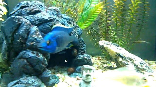 Azureus Cichlid, Male Copadichromis Azureus in Cave смотреть онлайн