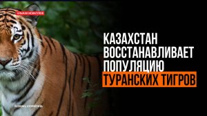 Казахстан восстанавливает популяцию туранских тигров