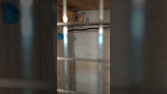 VID 13 Разведение попугаев. Птенцы волнистиков и корелл смотреть онлайн
