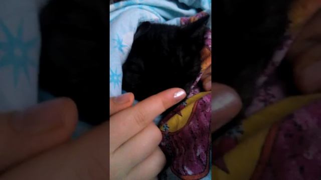 Мелодия кошки смотреть онлайн