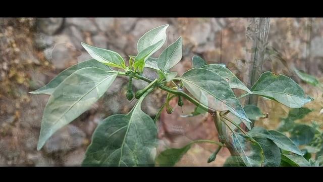 TIPS TANAM CABE MERAH BESAR AGAR BERBUAH LEBAT | CABE COSMOS смотреть онлайн