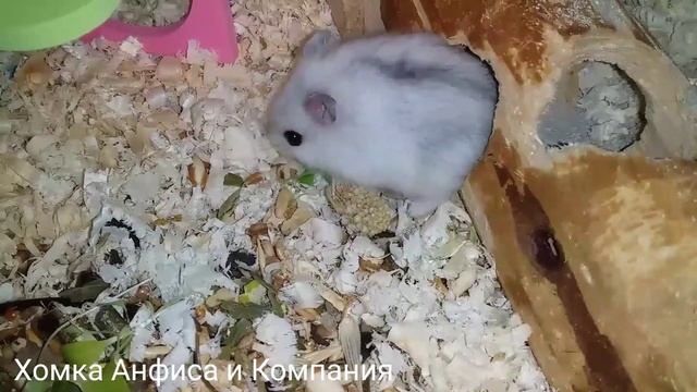 Наша милая хомка Милашка смотреть онлайн