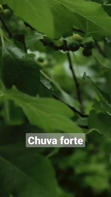 Som de chuva forte nas plantas #shorts смотреть онлайн