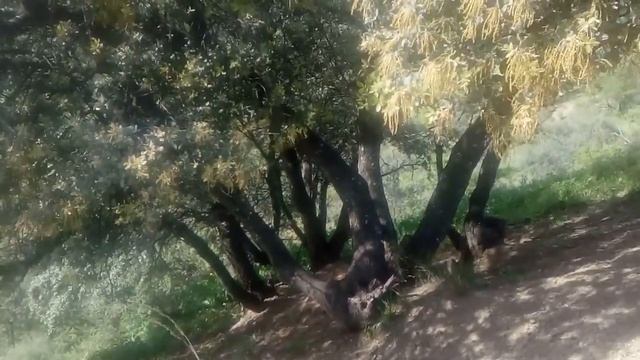 Encina смотреть онлайн
