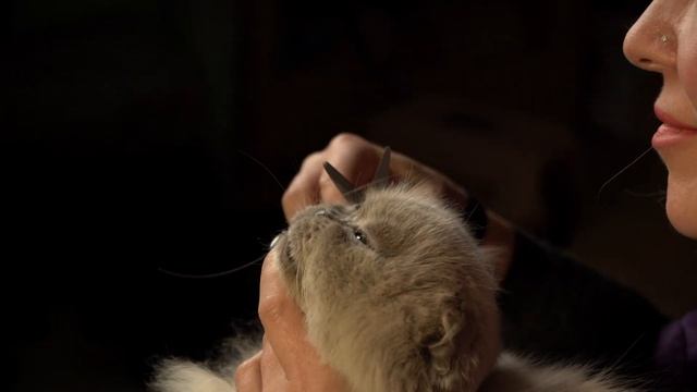 Japan Premium Pet смотреть онлайн