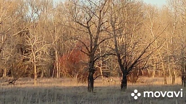 2023 04 РК Косули !! 6 !! Павлодарская область !! смотреть онлайн