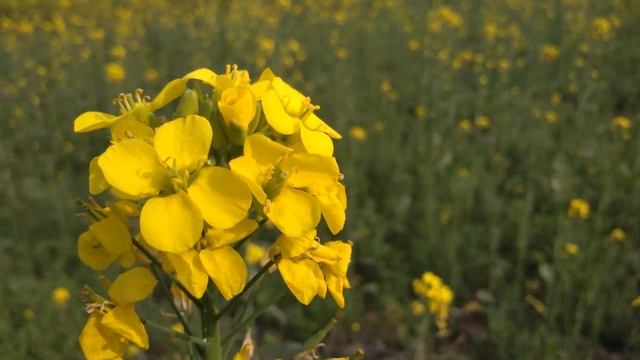 Mi 4A Full Depth Camera Photo Collection Amazing And Incredble Performace At Lowest Price/joki Park