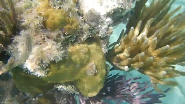 Christmas tree worms смотреть онлайн