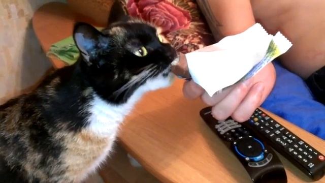 Кошка и шоколад! смотреть онлайн