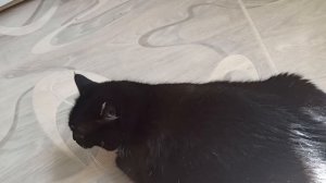 кошка кашляет