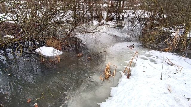 Утки, Барышевский пруд, Щербинка (март 2024).Ducks At Baryschevsky Pond, Scherbinka (March 2024).
