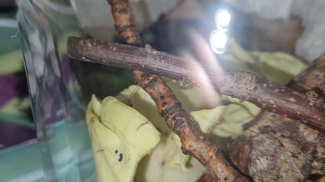 #slug #nature #animals #home #youtube #video #слизень #природа #животные #дом #ютуб #видео #GE_Feel смотреть онлайн