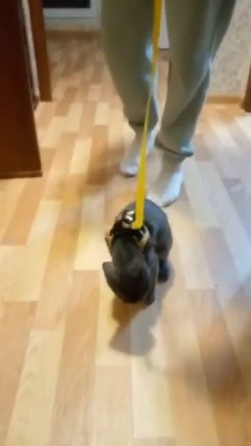 коту стало плохо смотреть онлайн