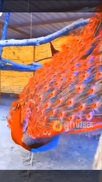 Menari keluarga burung merak Indonesia смотреть онлайн