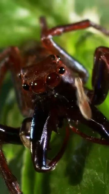 Epic Battle of Jumping Spiders Who Will Emerge Victorious смотреть онлайн