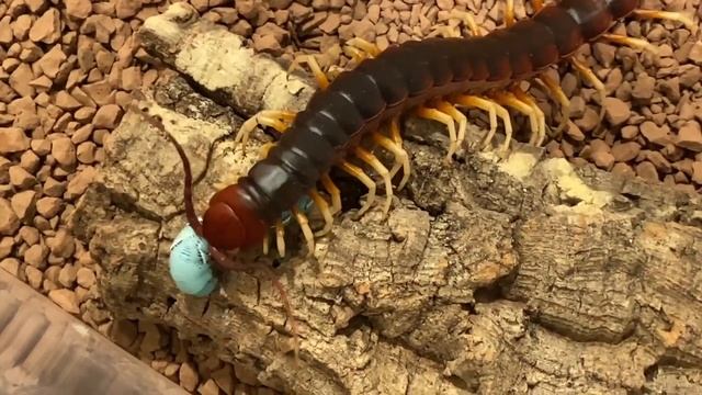 4 GIANT CENTIPEDES VS 4 BLUE WORMS! JUICY FEEDING VIDEO! смотреть онлайн