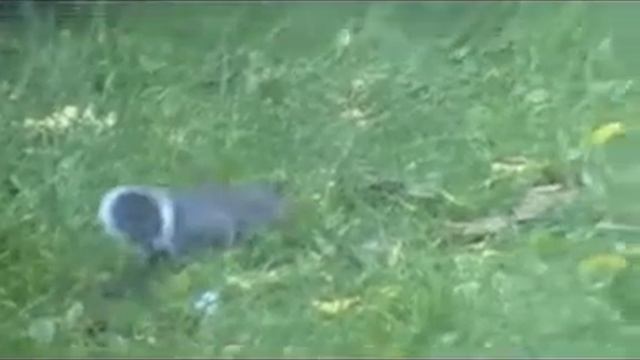 Grey Squirrel In the garden смотреть онлайн