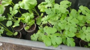 арбузы Татарстан на подвой рутпаур кобальт лагенарию и не привитый арбузы 18.05.2024