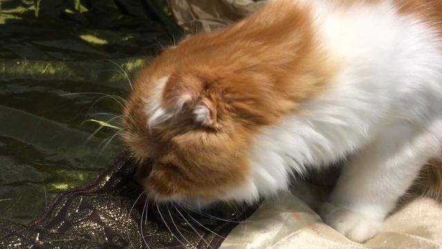 Kitten Highland fold. Котенок породы хайленд фолд ест арбуз. смотреть онлайн