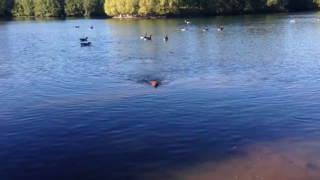 Pirate Frank Dachshund Sausage Dog смотреть онлайн