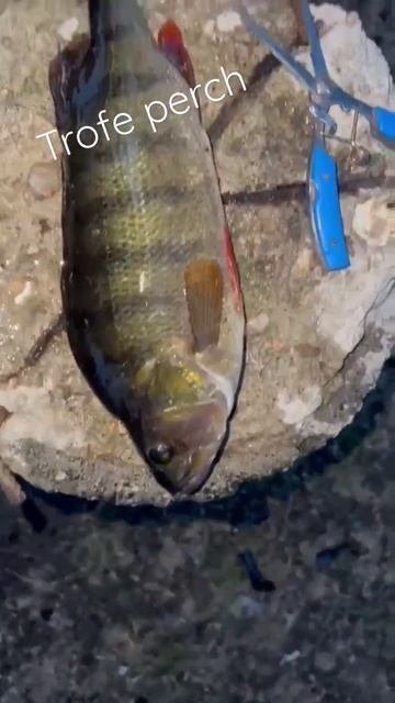 Tatlısu levreği perch fishing смотреть онлайн