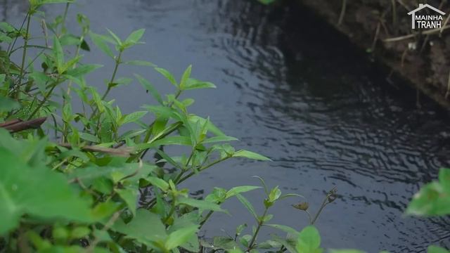 FULL VIDEO: Orange Harvest, Tomato, Banana, Chayote, Sweet Potato,Bamboo Shoot,Sugar Cane, Gardenin