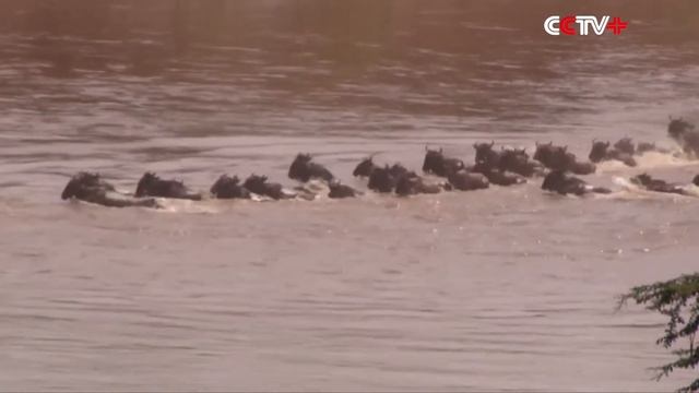 Thousands of Wildebeest Make Mara River Crossing смотреть онлайн