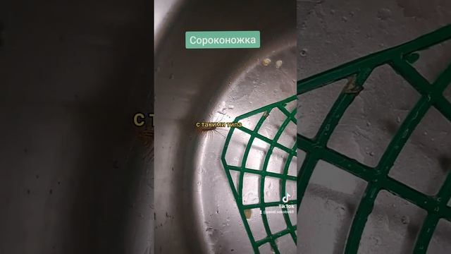 убийца мух смотреть онлайн