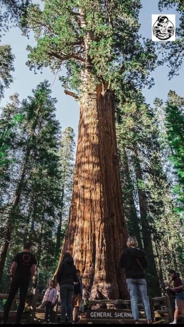 World's Largest Tree | Giant Sequoia | California #shorts #facts #nivipedia смотреть онлайн