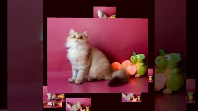 Британский мальчик Бриз смотреть онлайн