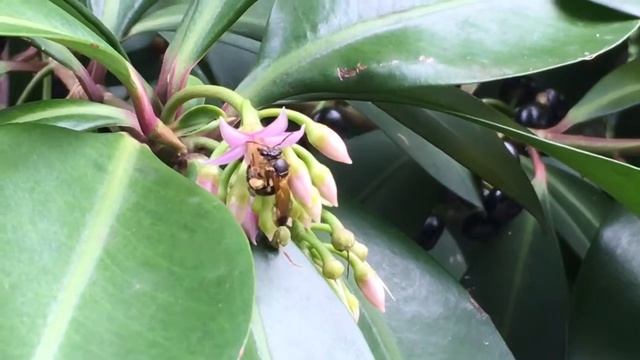 Nomia spinifemur buzz pollinating смотреть онлайн