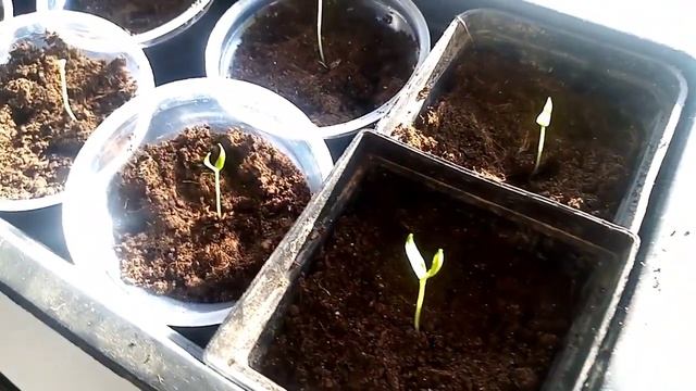 Рассада не растёт? Спасти можно! Провереный способ!