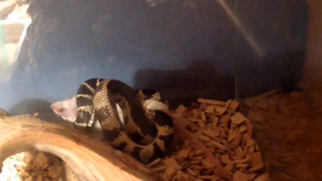 MY LAMPROPELTIS CALIFORNIAE penelophe смотреть онлайн