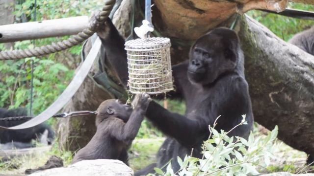 Gorilla Haoko Troop | The Best Scenes of 2023 | Part 1 | Sumomo смотреть онлайн