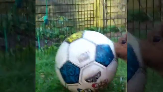 Бунька играет в мячик!❤ смотреть онлайн