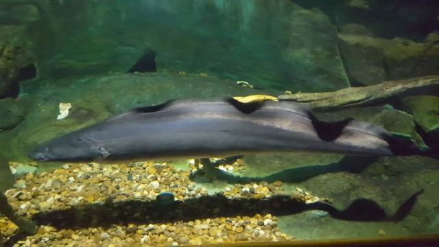 aba aba, frankfish, Gymnarchus смотреть онлайн