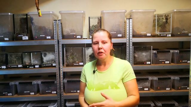 Sklípkan Pelinobius muticus (Citarischius crawshai) popis druhu: Arachnopark World #arachnopark.cz смотреть онлайн