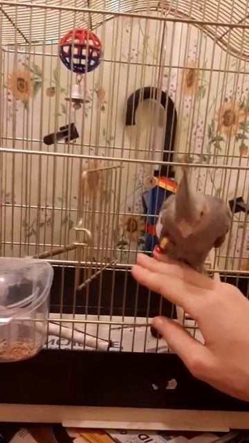 Попугай научился сам выходить из клетки. смотреть онлайн