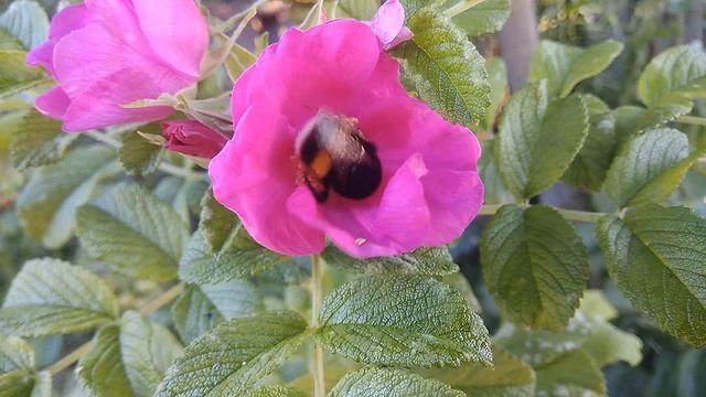 2024.07.26 #шмель #bumblebee