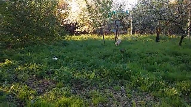 Дрессировка собаки Чучи смотреть онлайн